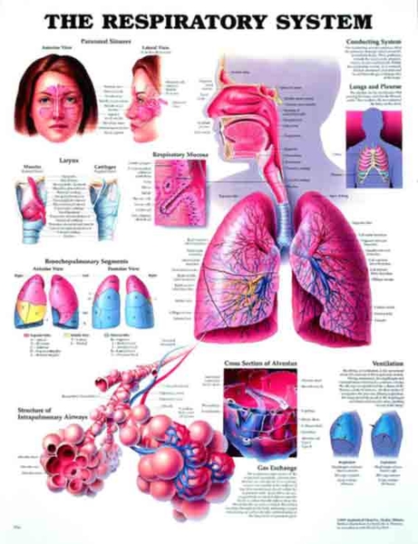 Respiratory System Wall Chart 