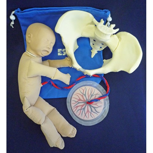 Esp Life Size Birth Model Set 