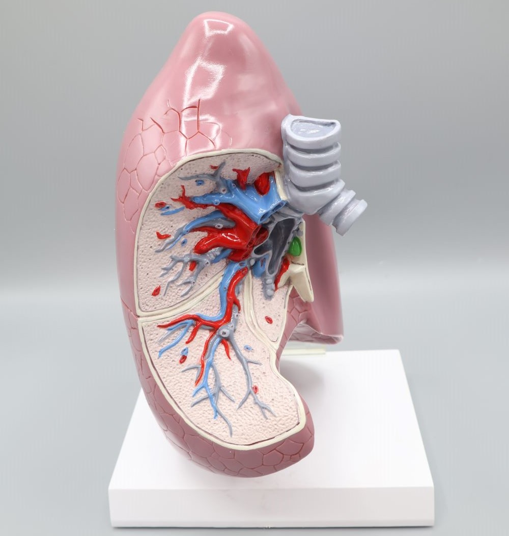 CLEARANCE Lung Model – Right lung - Ref: ZKJ-663-L | HCE