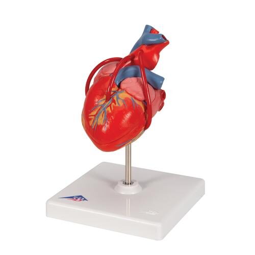 Uk 3b Classic Heart With Bypass 