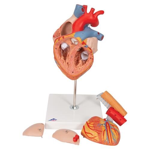 UK 3B Heart Model with Esophagus and Trachea twice Life-Size - 5 part | HCE