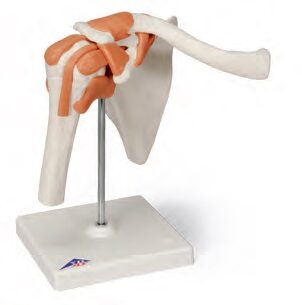 UK 3B Functional Shoulder Joint | HCE