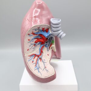 CLEARANCE Lung Model – Right lung - Ref: ZKJ-663-L - (1 Available)