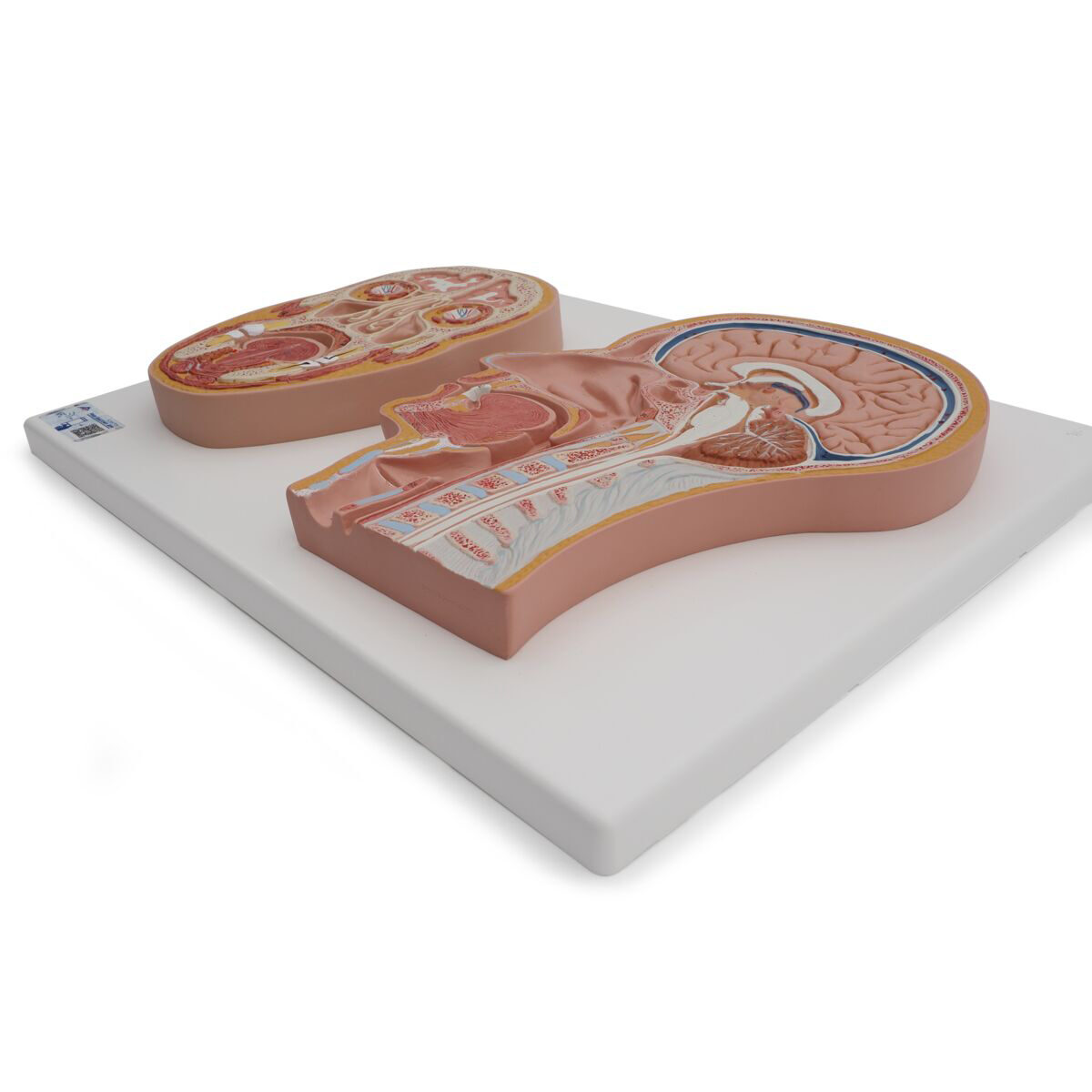 UK 3B Median and Frontal Section of the Head | HCE