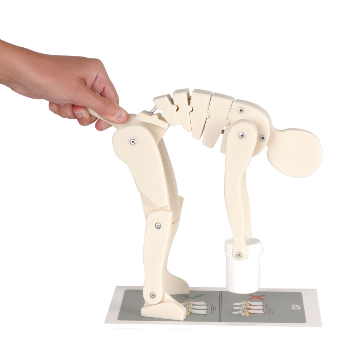 Education Scientific Products - Lifting Manikin | HCE